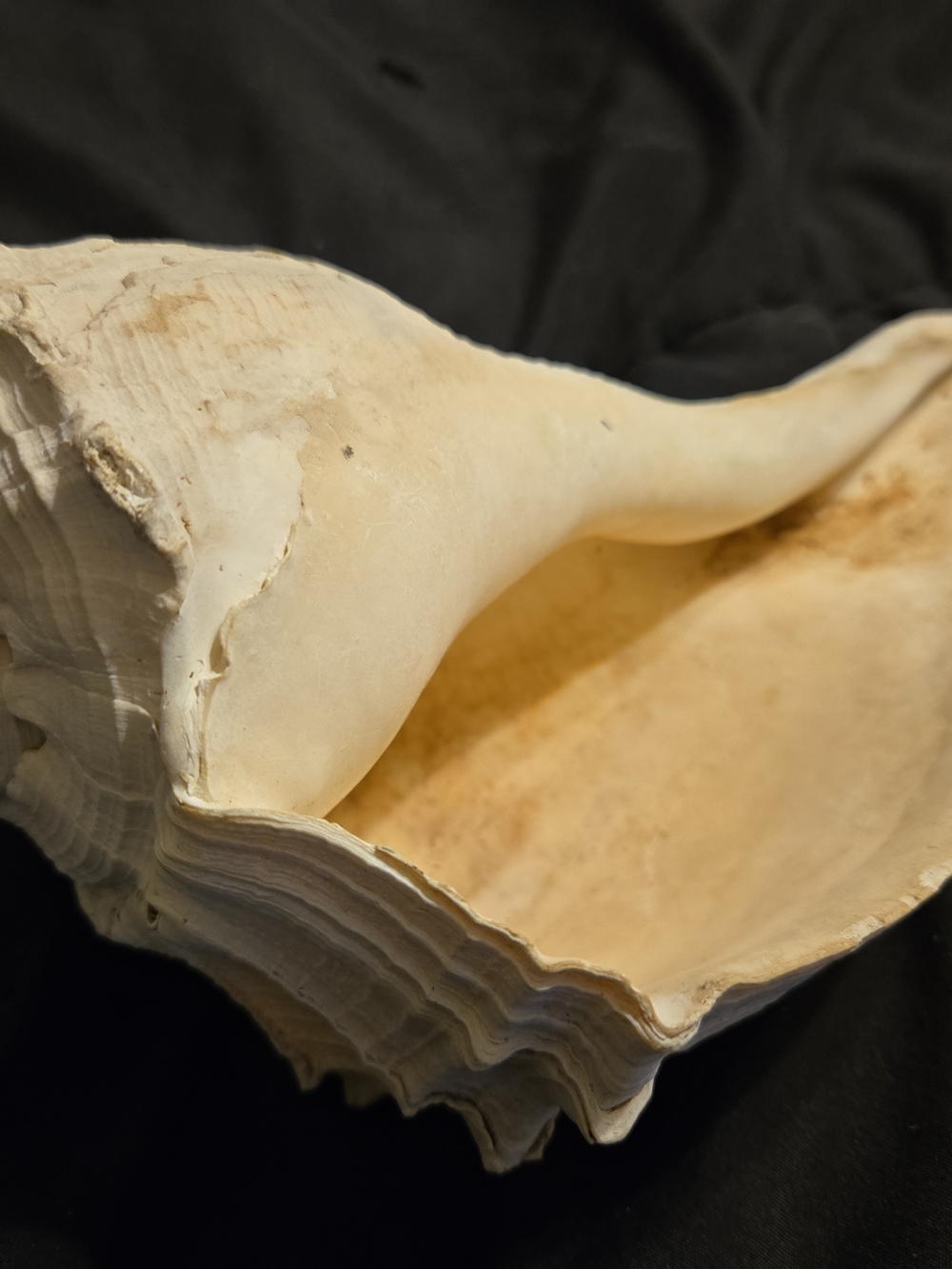 Natural Cream Shell Hide for Reptile Habitats - Decorative Terrarium Shelter